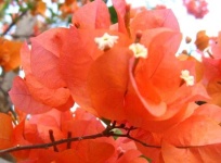 image of bougainvillea #9