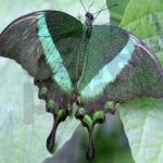 image of banded_butterfly #29