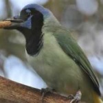 image of green_jay #22