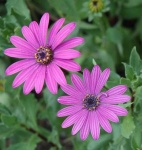 image of flower