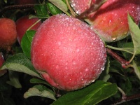 image of fruit_and_vegetable