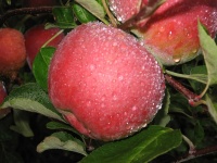 image of apple #31