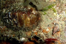 image of chiton