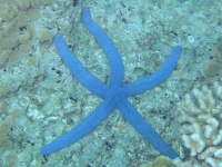 image of starfish