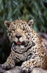 image of jaguar_car