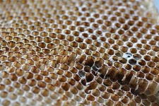 image of honeycomb #33