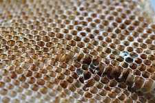 image of honeycomb