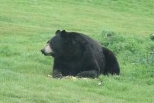 image of american_black_bear