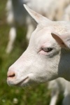 image of animal