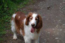 image of welsh_springer_spaniel #9