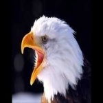 image of bird