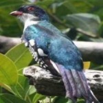 image of bird