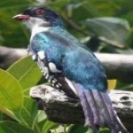 image of cuban_trogon #2