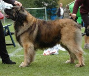 image of animal