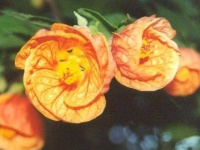 image of flower
