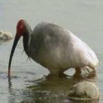 image of bird