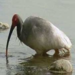 image of asian_crested_ibis #26