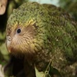 image of bird