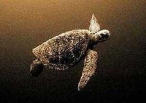image of hawksbill