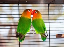image of lovebird