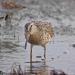 image of dowitcher