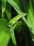 american_chameleon