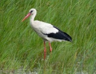 image of stork