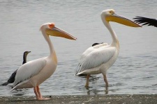 image of animal