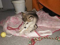 image of malamute