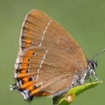 image of animal
