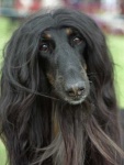 image of afghan_hound #11