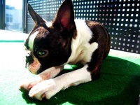 image of boston_bull