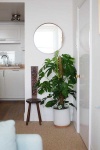 image of house_plant