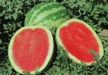 image of watermelon