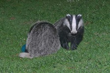 image of badger