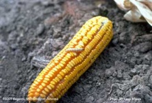 image of ear_corn #24