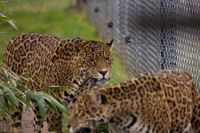 image of jaguar_car