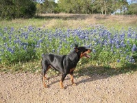 image of miniature_pinscher