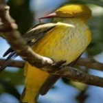image of bird
