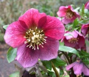 image of flower