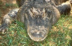 image of crocodile