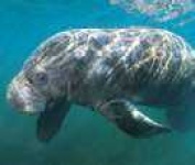 image of dugong
