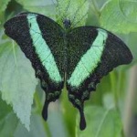 image of banded_butterfly #140