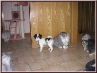 image of japanese_spaniel