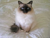 image of birman #9