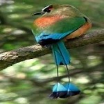image of bird