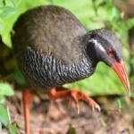image of bird