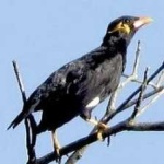 image of bird