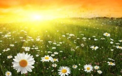 image of sunny