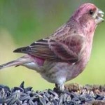 image of bird